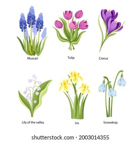 Set of Spring Flowers Muscari, Tulip, Crocus and Lily of the Valley with Iris and Snowdrop. Springtime Beautiful Blossoms, Blooming Plants Isolated on White Background. Cartoon Vector Illustration