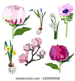 Set of spring flowers peonies, daffodils, anemones, magnolia and muscari vector graphics isolated