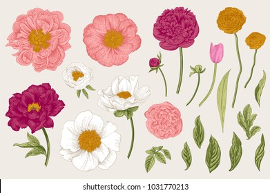 Set. Spring flowers. Peonies, tulip, ranunculus, rose. Vintage vector botanical illustration
