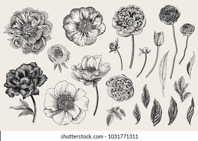 Set. Spring flowers. Peonies, tulip, ranunculus, rose. Vintage vector botanical illustration. Black and white