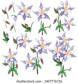 Set of spring flowers of pink and purple on a white background. Aquilegia. Spring bouquet drawn by hand.