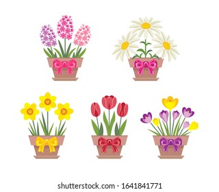 Set of spring flowers in pots with bows isolated on white background. Vector illustration of a tulip, daffodil, daisies, crocus and hyacinth in a simple flat style. Floral elements for holiday design.