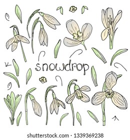 Set of spring flowers snowdrop: buds, buds, twigs, leaves in vector. Primroses.