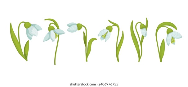 Set of spring flowers and snowdrop buds.Vector graphics.