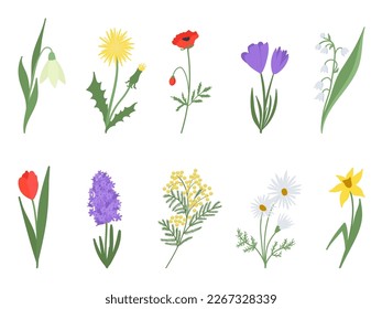 Set with spring flowers. Snowdrop, dandelion, poppy, crocus, lily of the valley, tulip, mimosa, chamomile, hyacinth and narcissus.