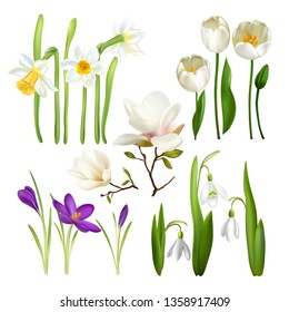 Set of spring flowers.
Snowdrops. Crocuses. Daffodils. Tulips. Magnolia. Spring fragrance.