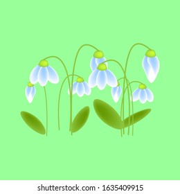 Set of spring flowers of snowdrops on a white green background. Isolated. Vector illustration