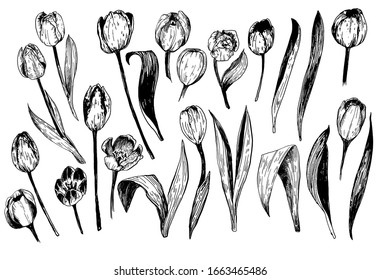 Juego de ramas de tulipanes de flores de primavera. Colección de dibujos en tinta de ilustraciones