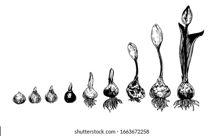 Set of spring flowers tulips branches. Ink sketch collection of illustrations. bulb to flower . growth stages