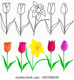 Set of spring flowers tulips and daffodils. Vector outline of a tulip and a daffodil. Colorful spring flowers