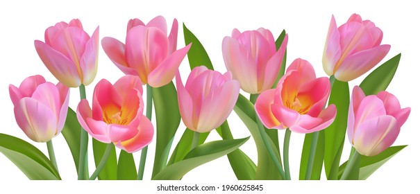 Set of spring flowers tulips. Pink flowers. Delicate tulips