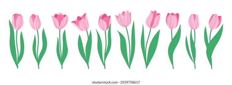 Set of spring flowers tulips. Pink tulips. Vector simple hand drawn illustration in doodle style isolated on white