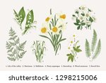 Set with spring flowers. Vector botanical illustration.