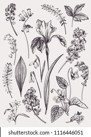 Set with spring flowers. Vintage botanical illustration. Vector floral elements. Black and white.