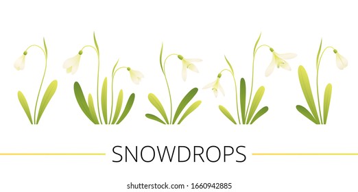 Set of spring flowers. White snowdrops with leaves