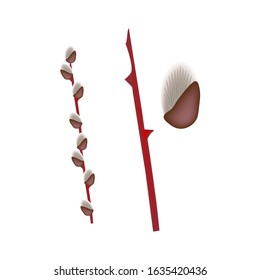 Set of spring flowers willow on a branch, buds, isolated on a white background. Isolated. Vector illustration