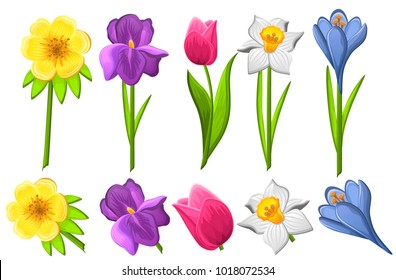 Set of spring flowers(iris,crocus,tulip,daffodil,aconite) colorful.Vector set isolated on white background