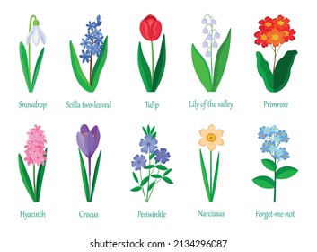 Set of spring flowers.Snowdrop, scilla two-leawed, tulip, lily of the valley, primrose, hyacinth, crocus, periwinkle, narcissus, forget-me-not isolated on white background.Vector illustration