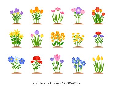 Set of spring garden flowers in flat style. Early garden flower beds with growing colored tulips, daffodils or daisies. Forest nature springtime landscape design element. Isolated vector illustration