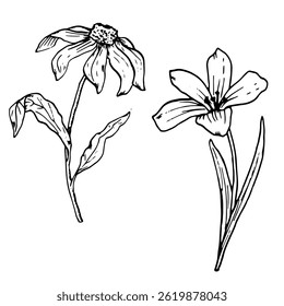 Ensemble de fleurs de jardin printanier avec des feuilles, croquis à l'encre noire et blanche. Image vectorielle illustration botanique. Dessin de fleurs de prairie, isolées sur fond blanc. Pour les bannières, l'emballage, l'impression