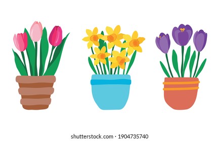 Set of spring garden flowers in pot. Pink Tulips, purple crocuses and yellow daffodils. Cute hand drawn colorful potted plants isolated on white background. Vector illustration in flat style.