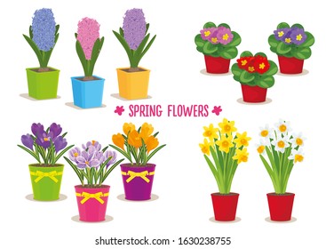 SET OF SPRING GARDEN FLOWERS IN POTS: HYACINTHS, CROCUSES, DAFFODILS, PRIMROSE. ISOLATED ON WHITE BACKGROUND