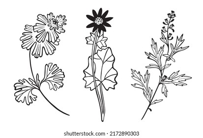 Set of spring herbs decorative drawing. Flowers vector line drawing. Botanical sketches.Vector illustration. Wildflowers linear drawing. Spring summer black and white herbs. Decor element.