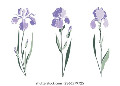 Conjunto de flores de iris de primavera.Gráficos vectoriales.