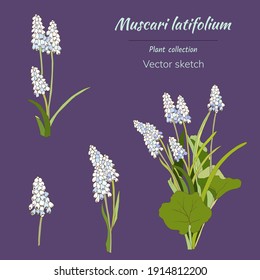 Set of spring light blue flowers Muscari latifolium. Vector illustration of a bouquet of wildflowers.