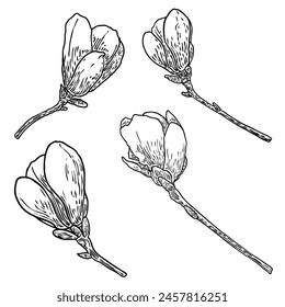 Set of spring magnolia flowers with leaves on the branch isolated on white background, hand drawing from real tree. Real life nature twigs with bloom heads collection. Vector.