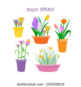 Set of spring multi-colored flowers hyacinth, tulip, crocus, narcissus, zinnia with butterfly in colored pots. Isolated vector flat illustration with texture. For postcard, banner, poster, packing