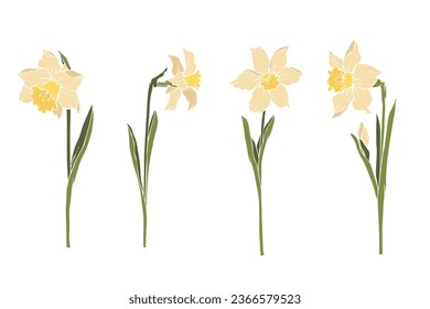 Set of spring narciss flowers.Vector graphics.
