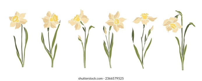 Set of spring narciss flowers.Vector graphics.