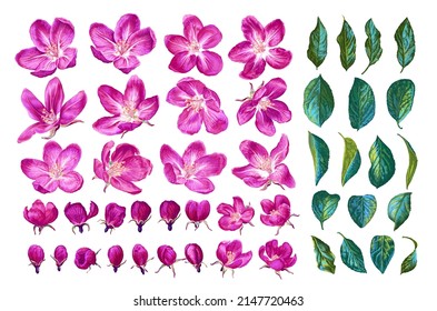 Set of spring, pink flowers of fruit tree "Paradise Apple". Realistic vector flowers, leaves, buds of apple tree drawn by hand. Detailed clip art for your design, textiles, packages, cards, wallpaper.