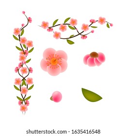 Set of spring pink flowers on a branch with green leaves, buds, single flowers on a white background. Isolated. Vector illustration
