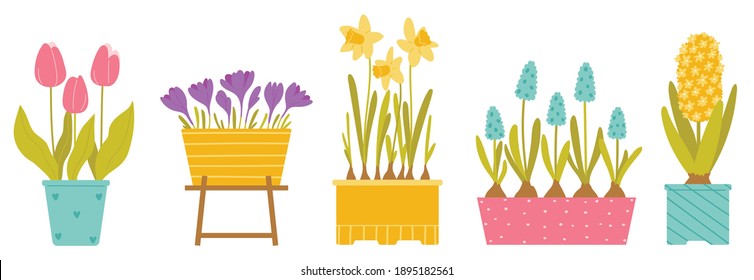 Set mit Frühlingsblumen. Tulpen, Krokus, Narzissen, Muscari, Hyazinthe. Pflanzen einzeln auf weißem Hintergrund. Vektorgrafik in Flachstil