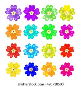 set of spring primrose - primula flowers vector illustration svg