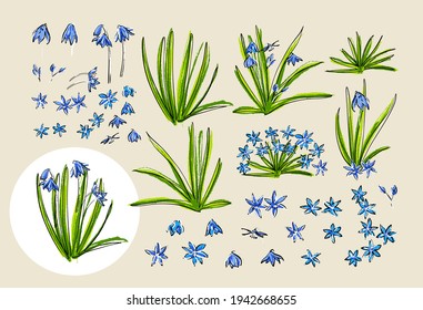 Conjunto de prirosis primaverales. Flor cilla o copo azul.