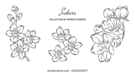 Set of spring sakura flowers in doodle style. Trendy botanical elements on a white background and without. Sketch of a blooming cherry. Wedding elegant Japanese cherry for invitation save date card.