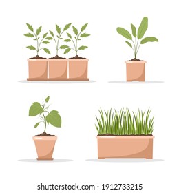 Set of spring seedlings in pots. Growing gardening plants. Vegetarian and ecological products. Vector illustration in flat cartoon style.