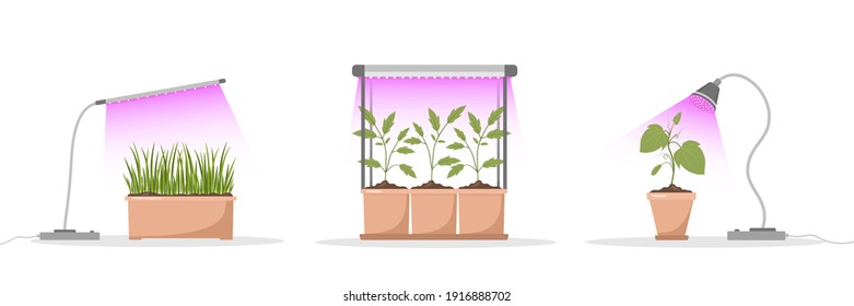 Set Of Spring Seedlings Under Phyto Lamp. Growing Gardening Plants With Purple Light. Vegetarian And Ecological Products. Vector Illustration In Flat Cartoon Style. Plant Care Concept.