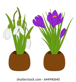 Set of spring snowdrop and crocus bouquets in flowers pots isolated on white. Vector