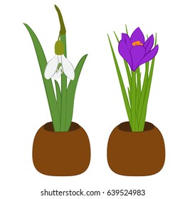 Set of spring snowdrop and crocus in flowers pot isolated on white. Vector