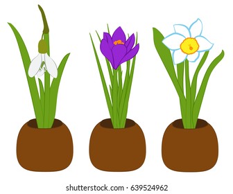 Set of spring snowdrop, narcissus and crocus in flower pots isolated on white. Vector