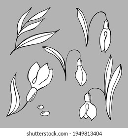set of spring, snowdrops, leaves, branches, black and white vector