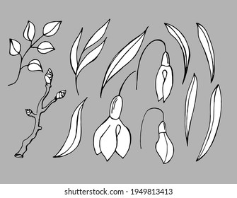 Frühlingssatz, Schneeköpfe, Blätter, Äste, schwarz-weißer Vektorgrafik