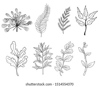 Set with spring and summer flowers and leaves. Botanical vector illustration.Black and white.Design greeting card and invitation of holiday. Line art vector illustration.