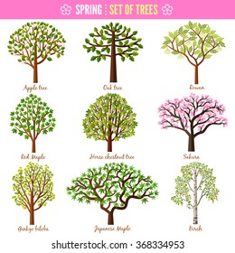 Set of spring trees on white background. Apple tree, Oak tree, Rowan, Red maple, Horse chestnut tree, Sakura, Ginkgo biloba, Japanese maple, Birch. Vector illustration