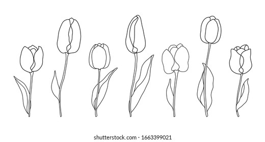 Conjunto de tulipanes de primavera . El dibujo es blanco y negro. Los tulipanes están hechos en un contorno negro, una línea. Ilustración aislada de un Tulip. Las flores están alineadas horizontalmente.