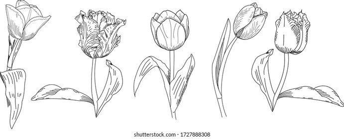 Set von Frühlingstulips handgefertigte Blumen. Vector Illustration für Kreativität, Grußkarten für den Muttertag, Geburtstag. die Hochzeit.